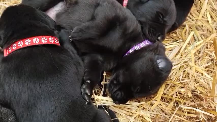 German Shepherd dogs for sale: 6 Beautiful German Shepherd Puppies in Tenbury Wells - Video 2