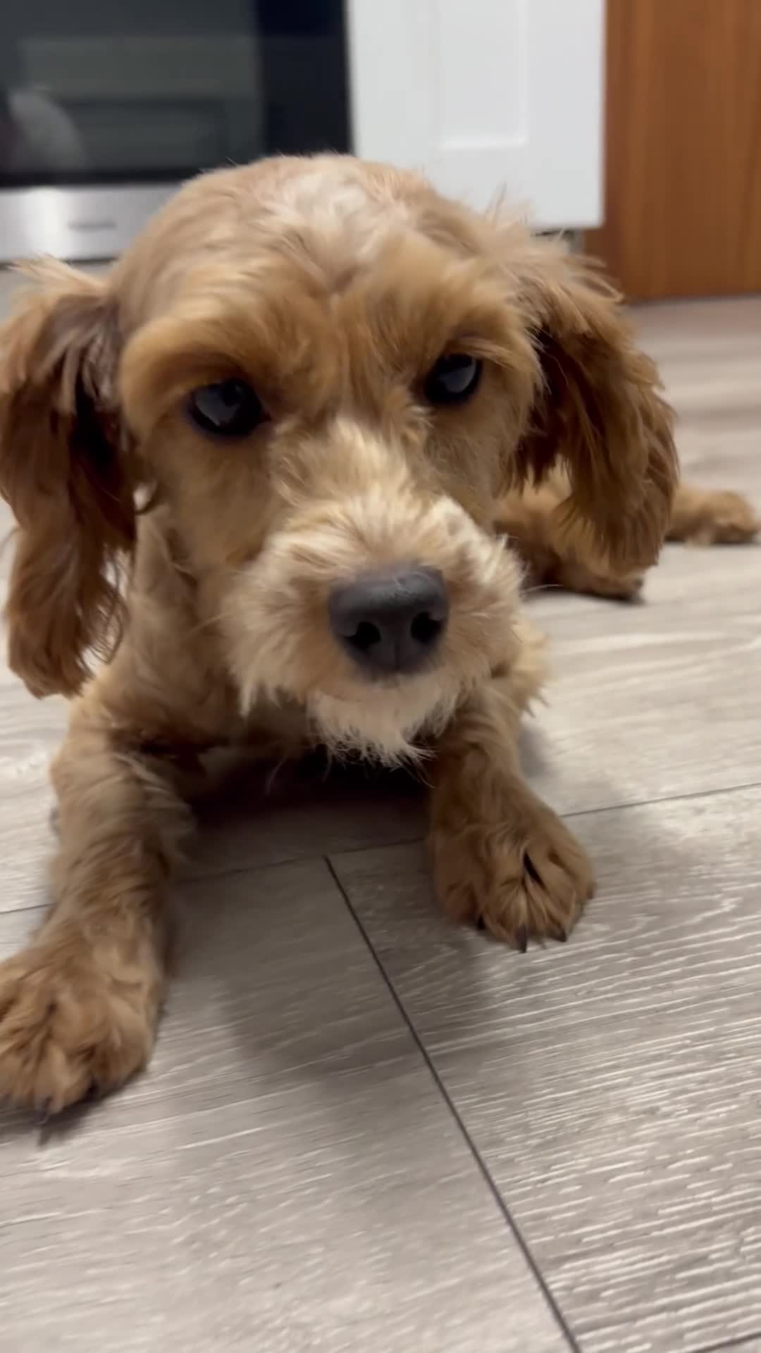 Cockapoo dogs for sale: Connie the cockapoo - Video 3