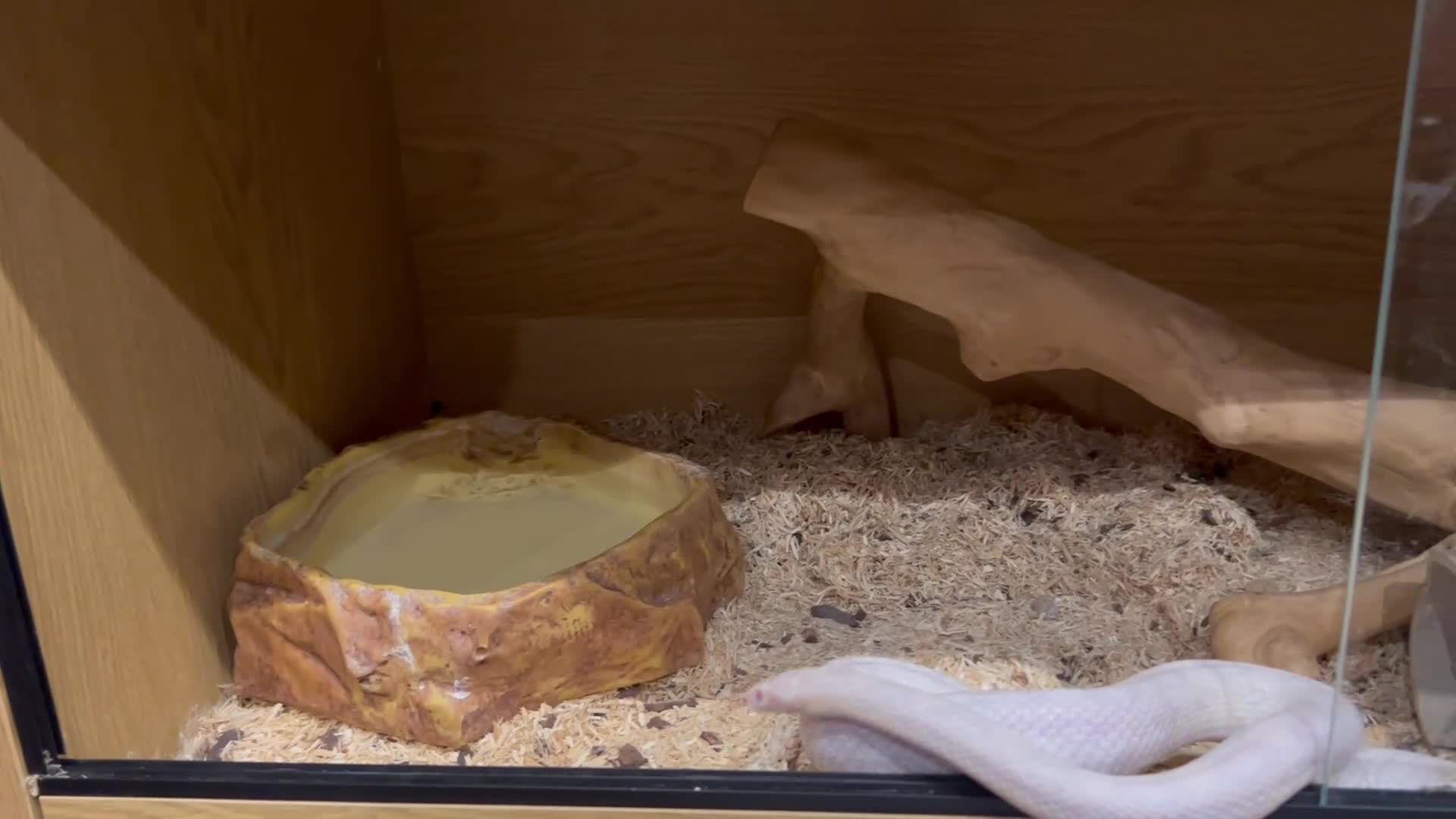 Corn Snake reptiles for sale: Corn snake  - Video 1