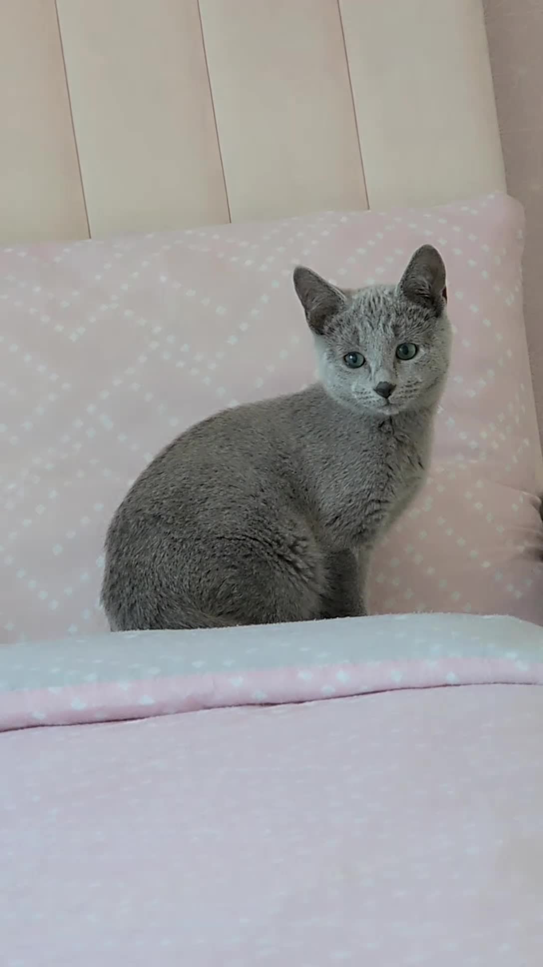 Russian Blue cats for sale: Full pedigree kittens  - Video 1