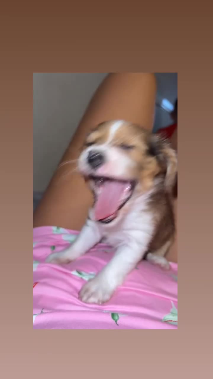 Mixed Breed dogs for sale: Merl chorkie - Video 1