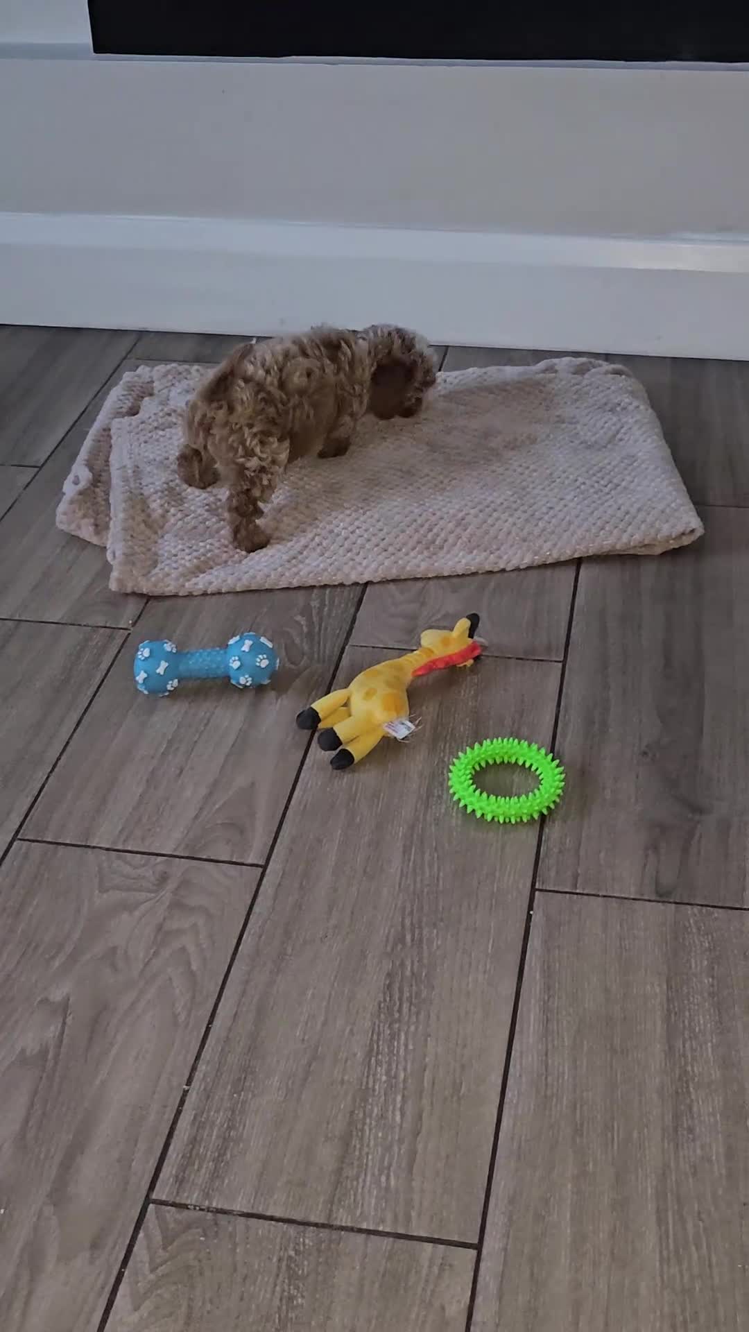 Cavapoo dogs for sale: 🧡 Cavapoo Boy! 🧡 in Kidderminster - Video 1