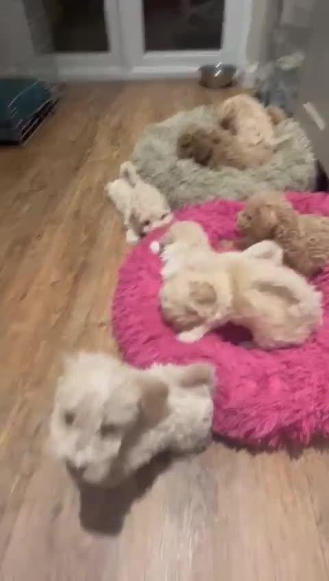Cockapoo dogs for sale: F2b Cockapoo well handled & social  - Video 3