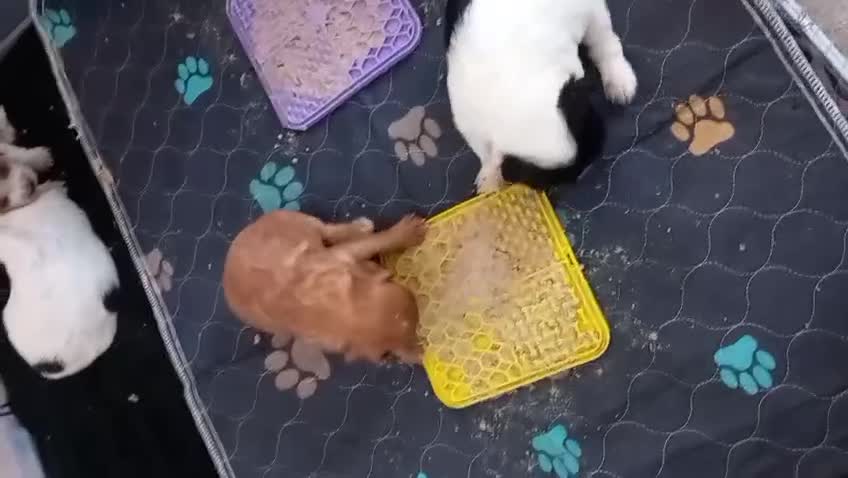 Mixed Breed dogs for sale: Cavalier King Charles/Cockapoo - Video 1