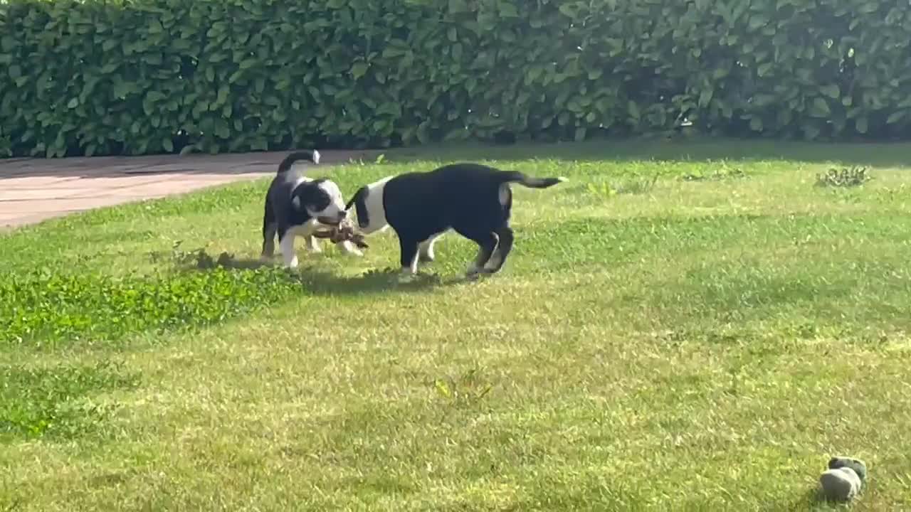 Border Collie dogs for sale: Outstanding Male Border Collie Pup - Video 2