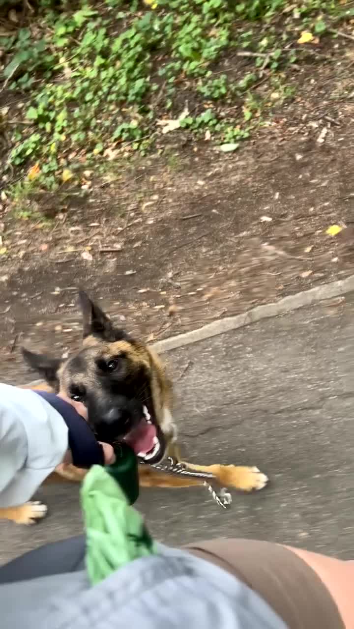 Belgian Shepherd Dog dogs for sale: 5 month old Belgian malinios  - Video 3