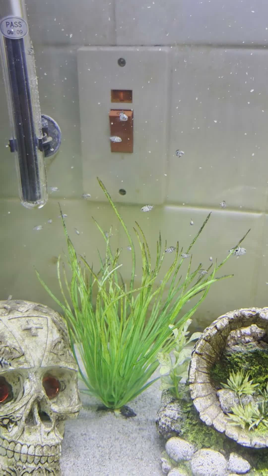 Cichlids fish for sale: Blue polar parrot  in Christchurch - Video 1