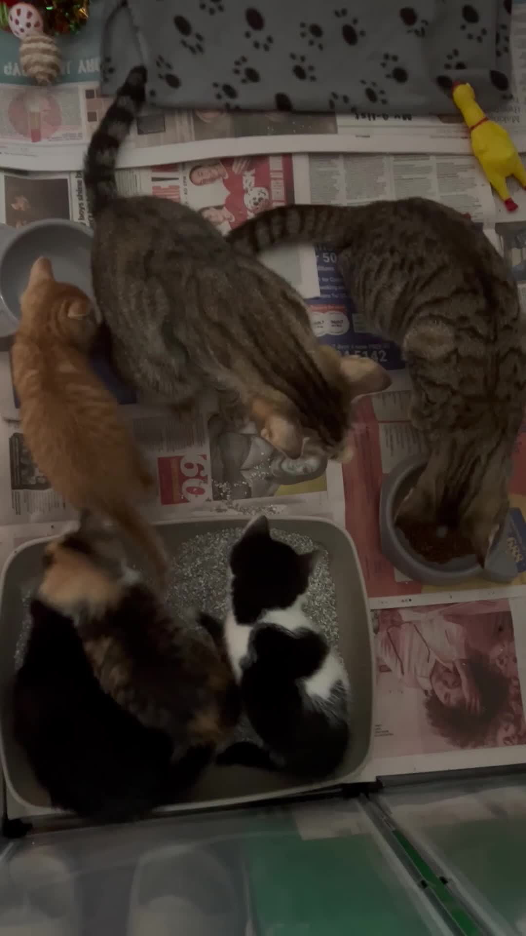 Domestic Shorthair cats for sale: Adorable Tabby Kittens Seeking Their Forever Homes - Video 1