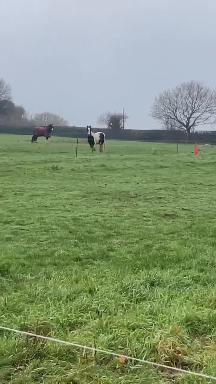 Irish Cob horses for sale: 12.1hh Piebald Mare, 2 Years Old - Video 2