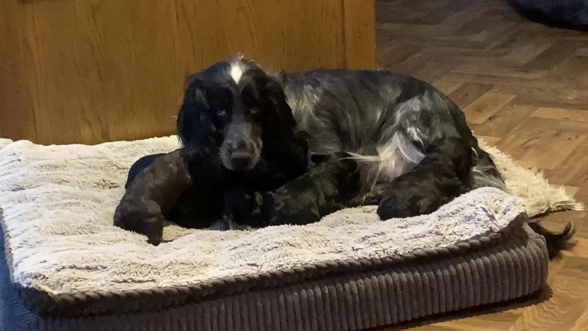 Cockapoo dogs for sale: Stunning Litter of Phantom F1 Cockapoo Puppies - Video 2