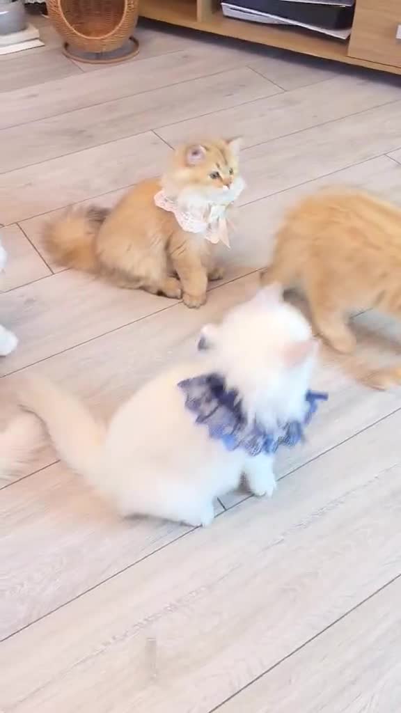 British Longhair cats for sale: Champion Line British Longhair Cats - Video 3