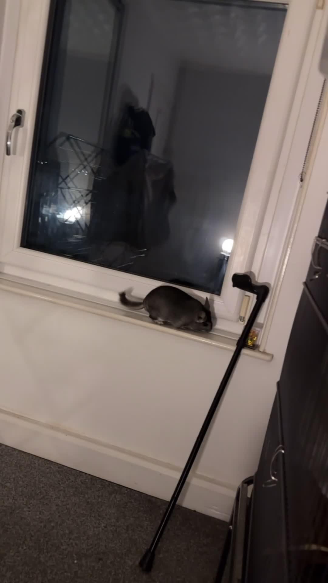 Chinchilla rodents for sale: 2 female chinchillas for sale  in Neath - Video 1
