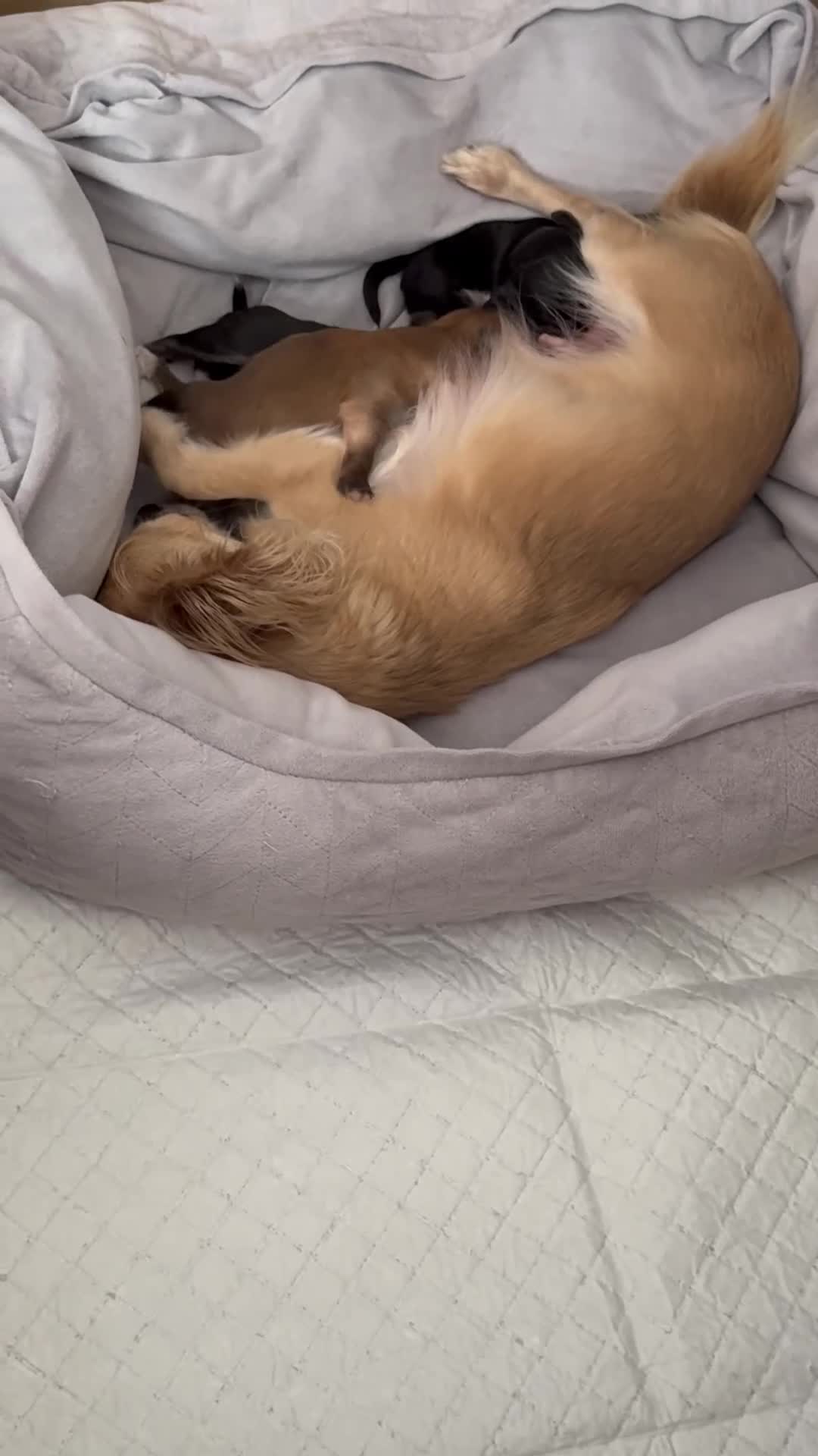 Chihuahua dogs for sale: KC reg Long hair tiny chihuahua for sale  - Video 1