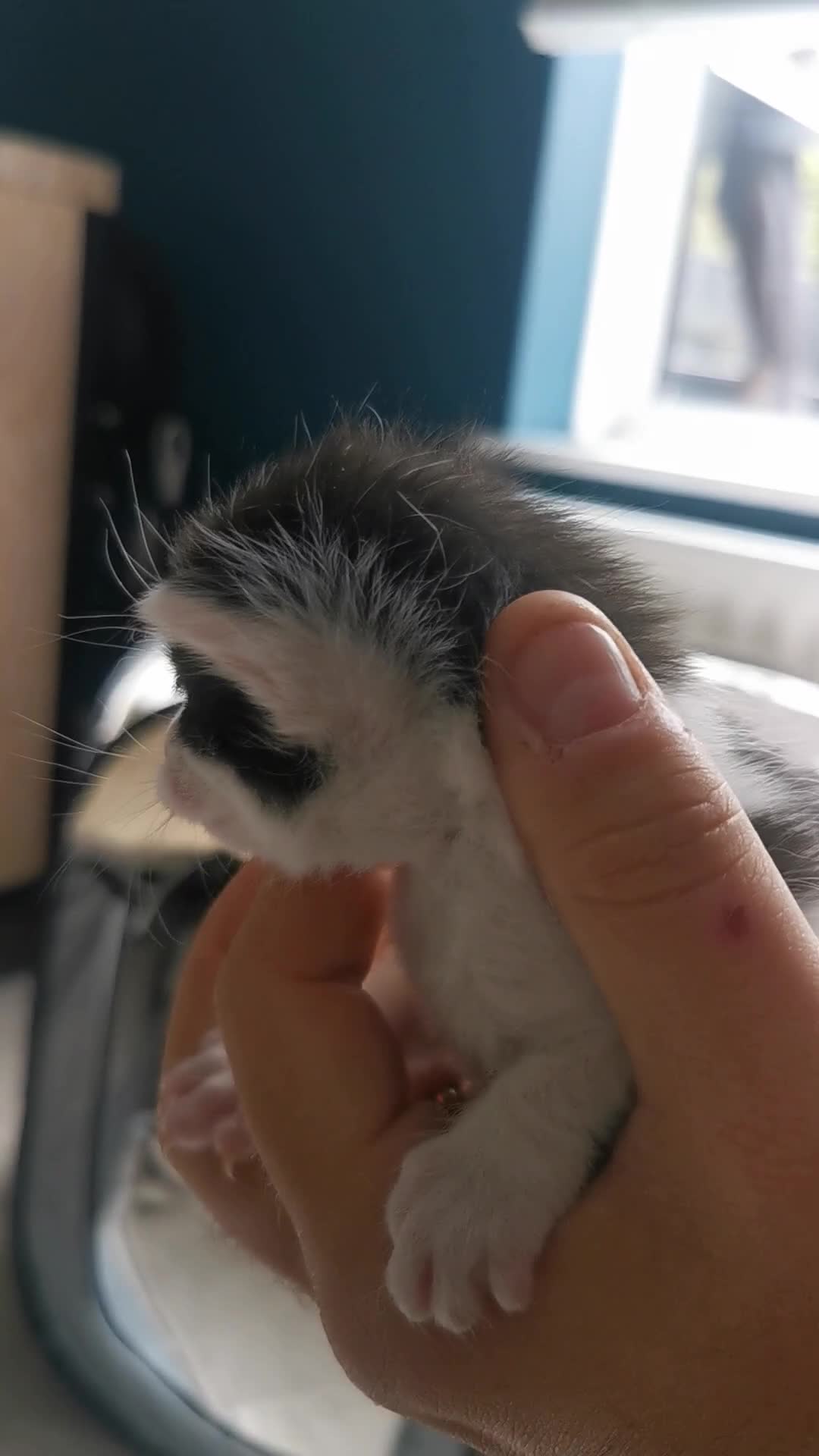 Mixed Breed cats for sale: 3 mixed breed kittens - Video 1