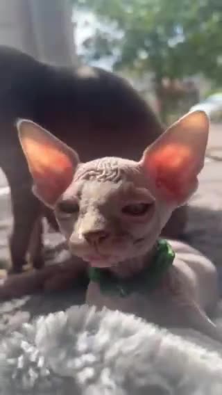 Sphynx cats for sale: August ready kitty’s in need of loving homes - Video 3