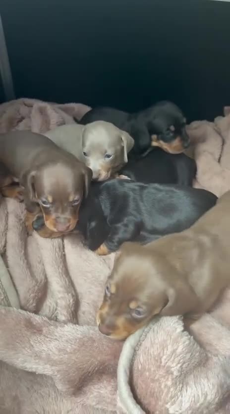 Dachshund dogs for sale: Dachshund  - Video 2