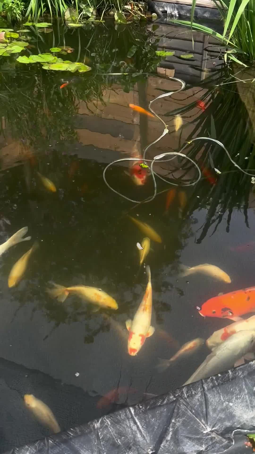 Koi Carp fish for sale: Pond closure  - Video 2