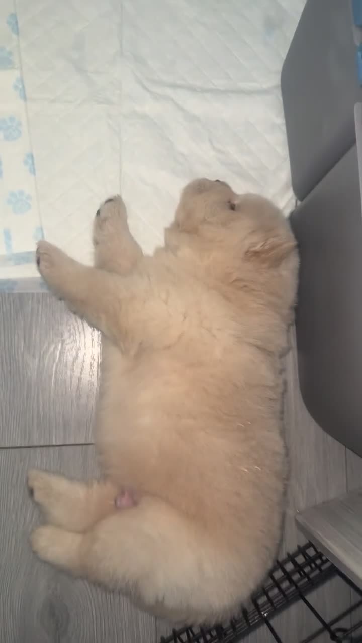 Chow Chow dogs for sale: Chow chow pups - Video 1