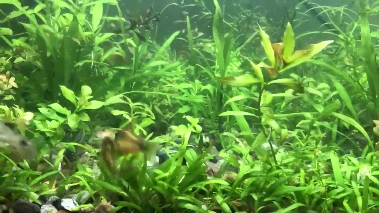 Corys fish for sale: Various species of Corydoras. Adult breeding pairs - Video 3