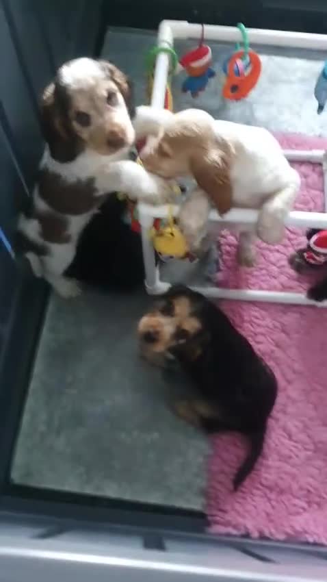 Cocker Spaniel dogs for sale: Gorgeous KC Health Tested Show Pups - Video 1