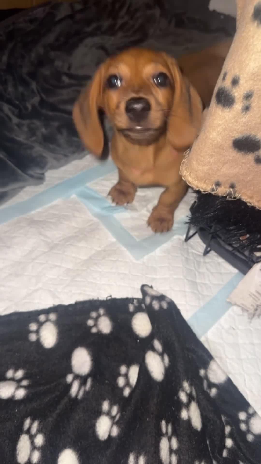Miniature Dachshund dogs for sale: REDUCED £850| 2 RED GIRLS LEFT ready to leave.  - Video 2