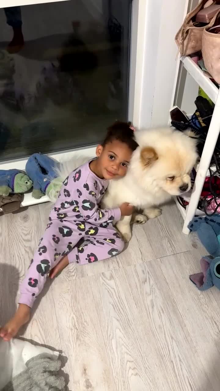 Chow Chow dogs for stud: Chino the beautiful chow (proven) in Romford - Video 1