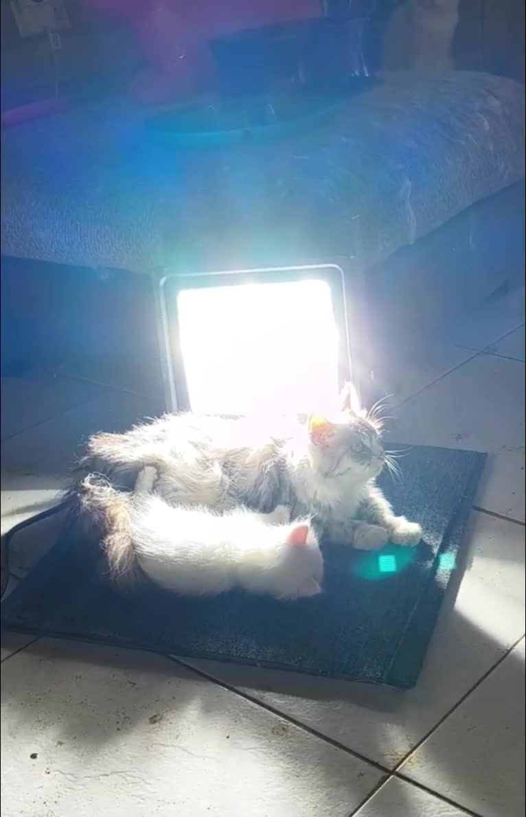 Siberian cats for sale: Lovely Siberian kittens with pedigree in Spalding - Video 1