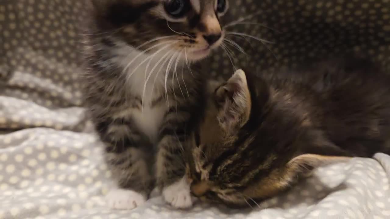 Mixed Breed cats for sale: 5 Adorable Kittens Ready for New Homes! - Video 3