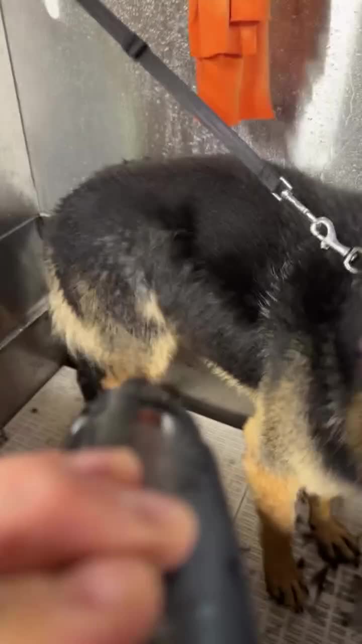 German Shepherd dogs for stud: Blu the German shepherd stud dog kc registered  - Video 1