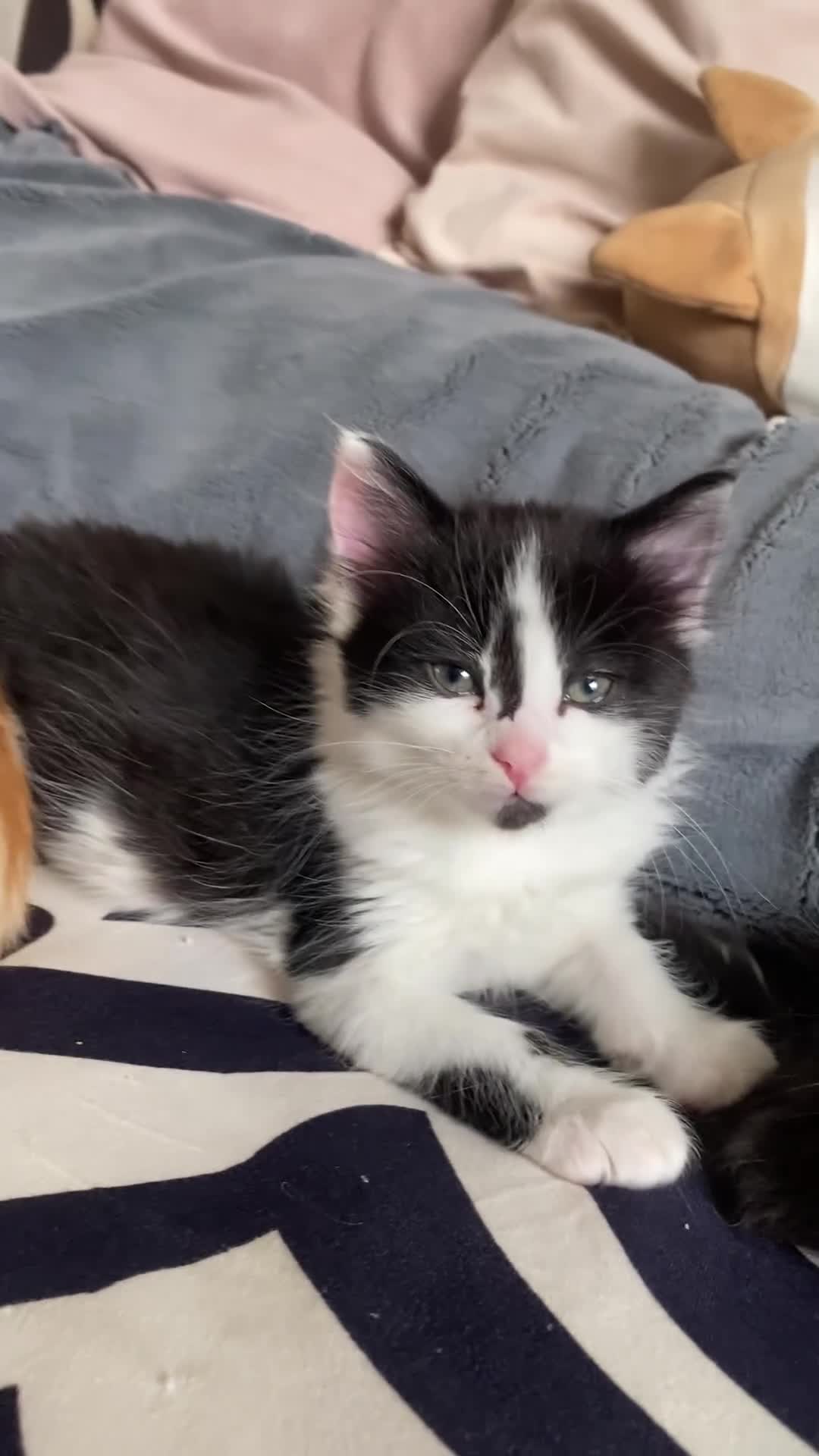 Mixed Breed cats for sale: Fluffy black and white girl - Video 2