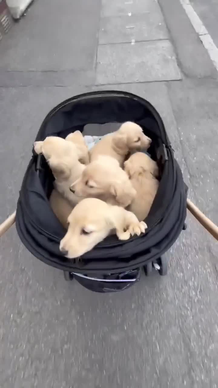 Miniature Dachshund dogs for sale: 5*Licensed+Cream+Long Hair+KC+VetChecked+PRAClear - Video 1
