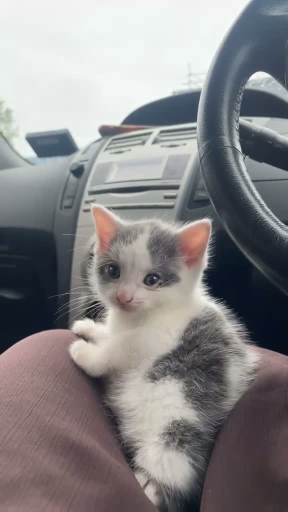 Mixed Breed cats for sale: Mixed breed kittens 🐱🤎 - Video 2