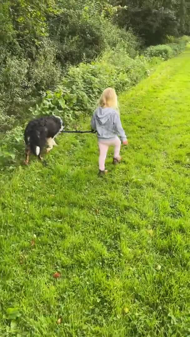 Border Collie dogs for stud: ISDS registered for stud DNA clear in Dorchester - Video 1