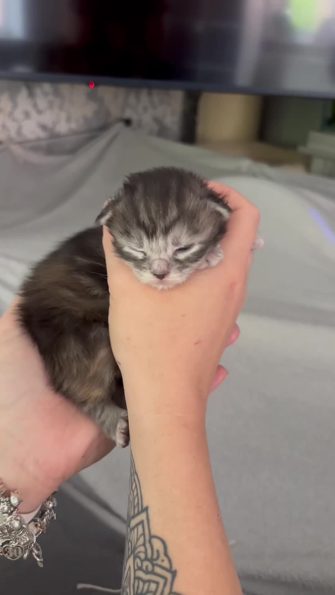 Maine Coon cats for sale: 🩷Beautiful Pedigree TICA Registered Maine Coons🩷 in Derby - Video 2