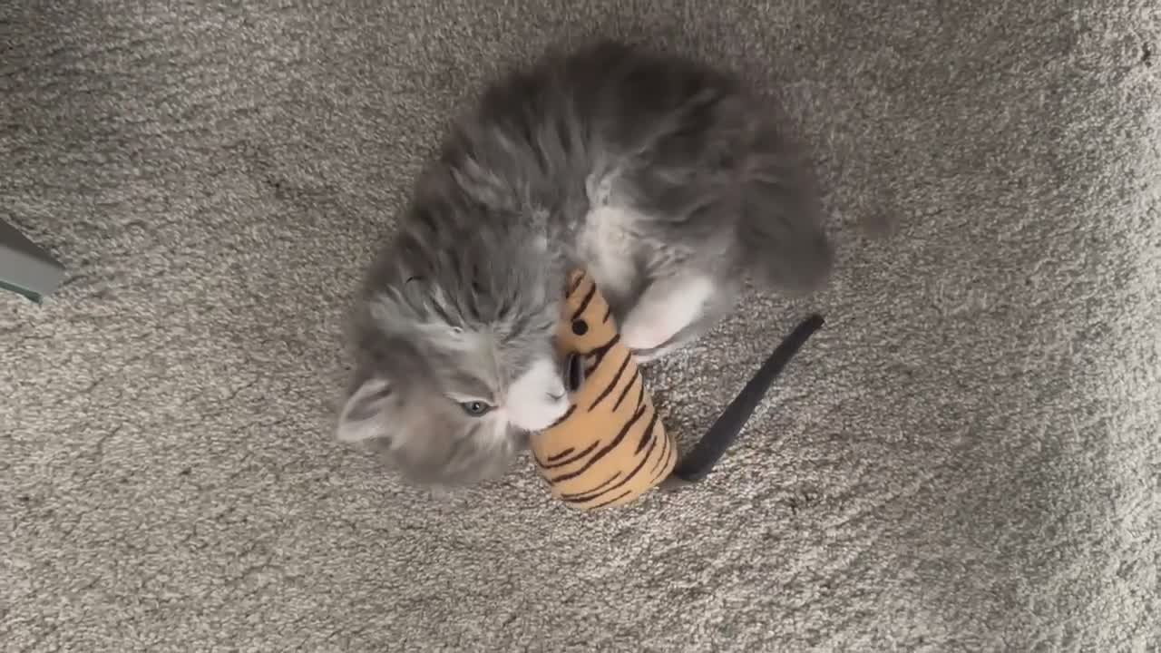 Persian cats for sale: Beautiful Persian Kittens from GCCF reg Parents - Video 2