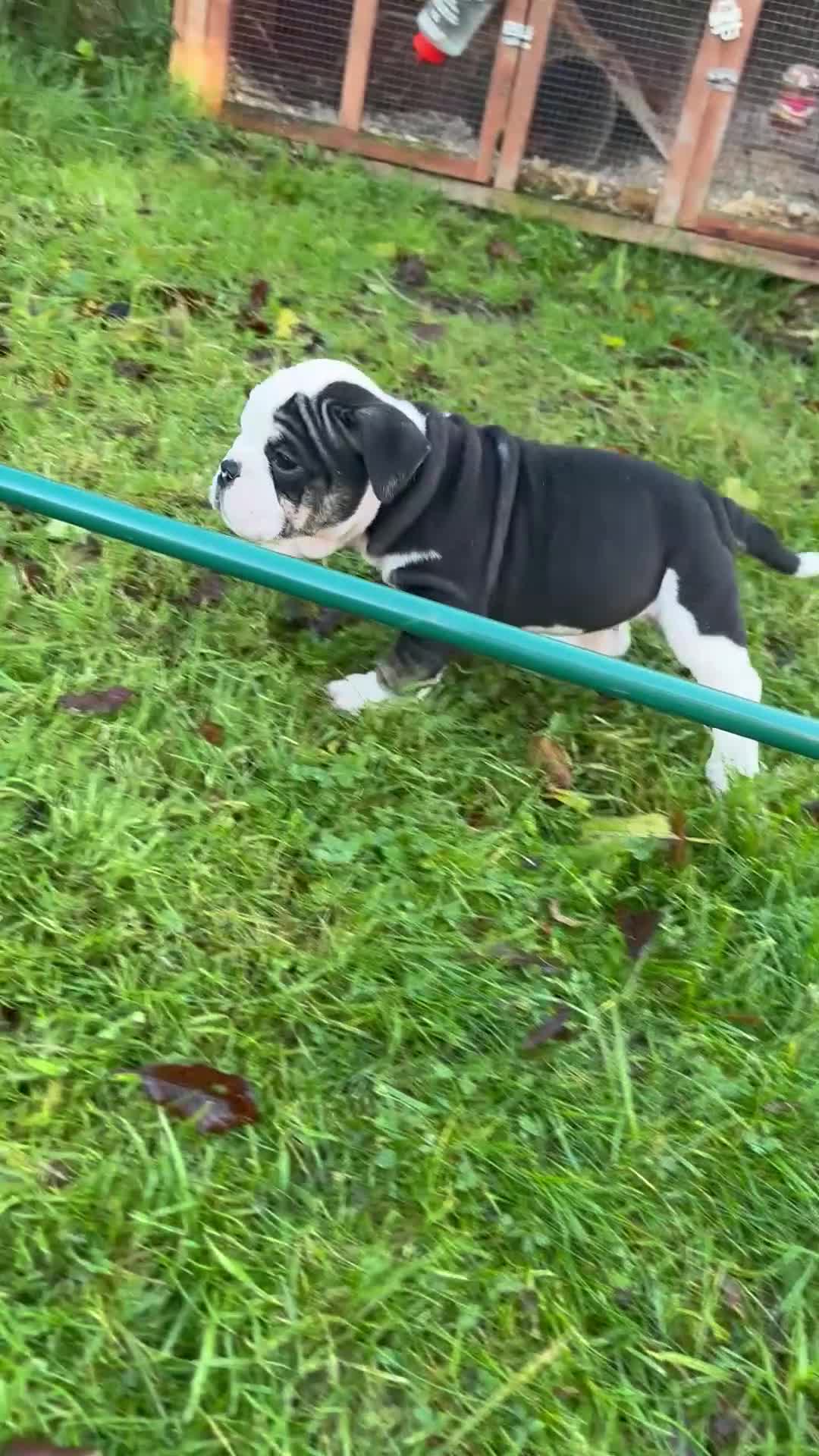 English Bulldog dogs for sale: 🌟Ready Now!🌟 - Video 1