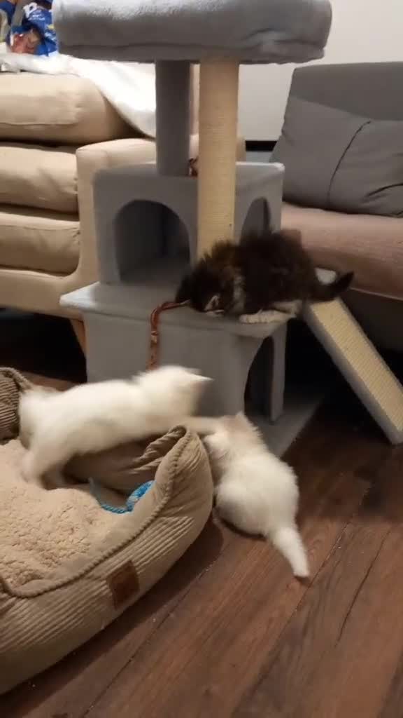 Maine Coon cats for sale: Maine coon kittens for sale - Video 1