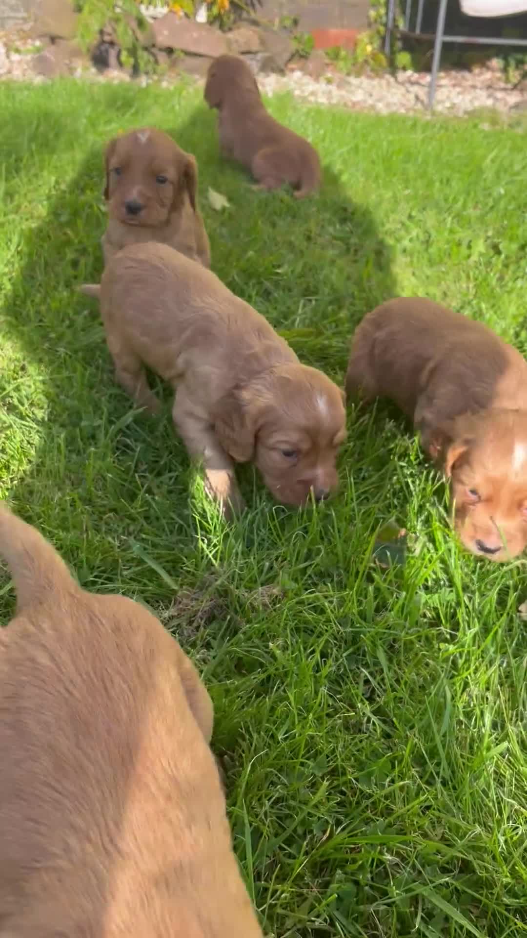 Cocker Spaniel dogs for sale: KC registerd working cocker spaniel puppies - Video 1