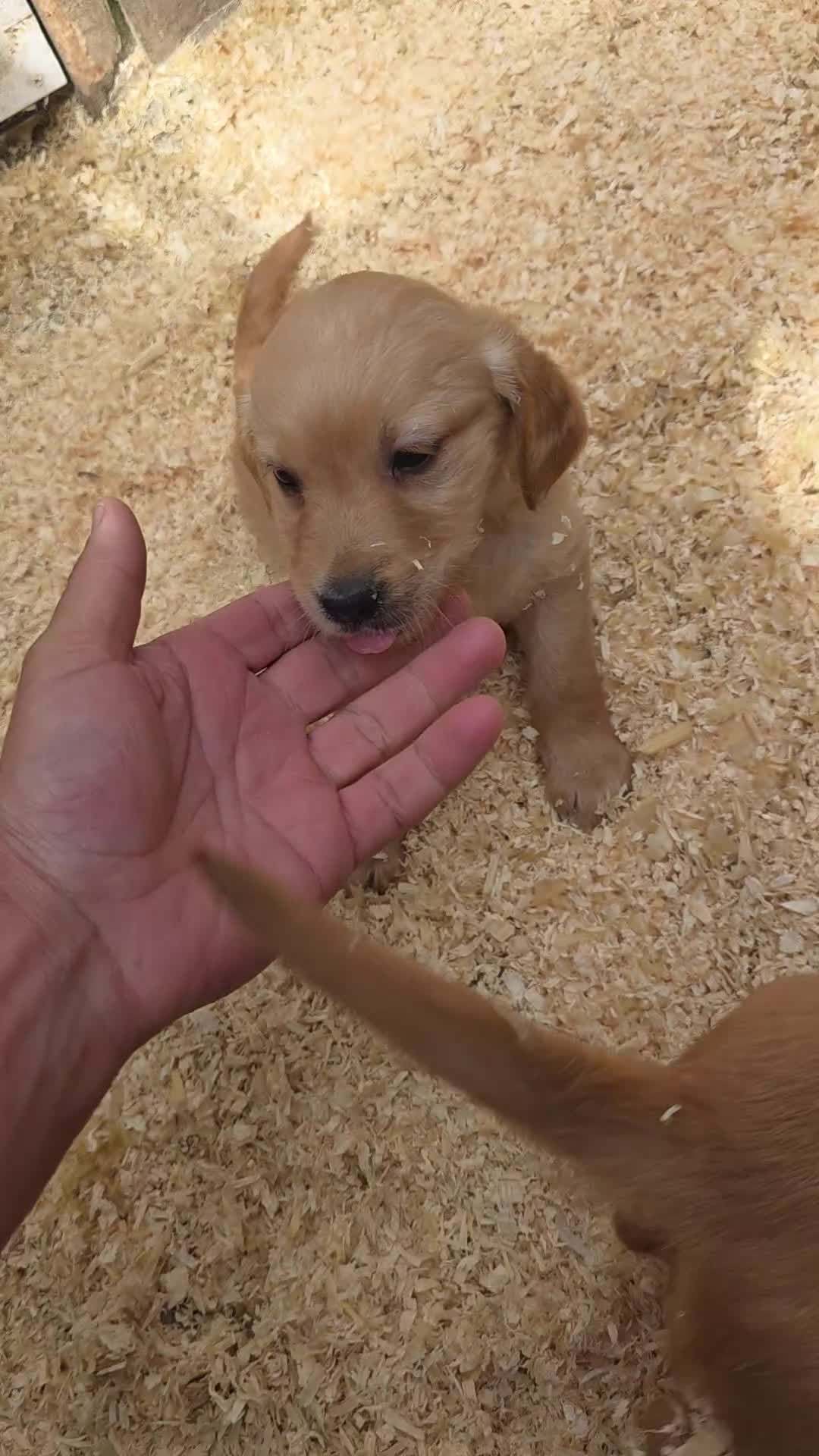 Golden Retriever dogs for sale: Kc registered dark red pups - Video 4