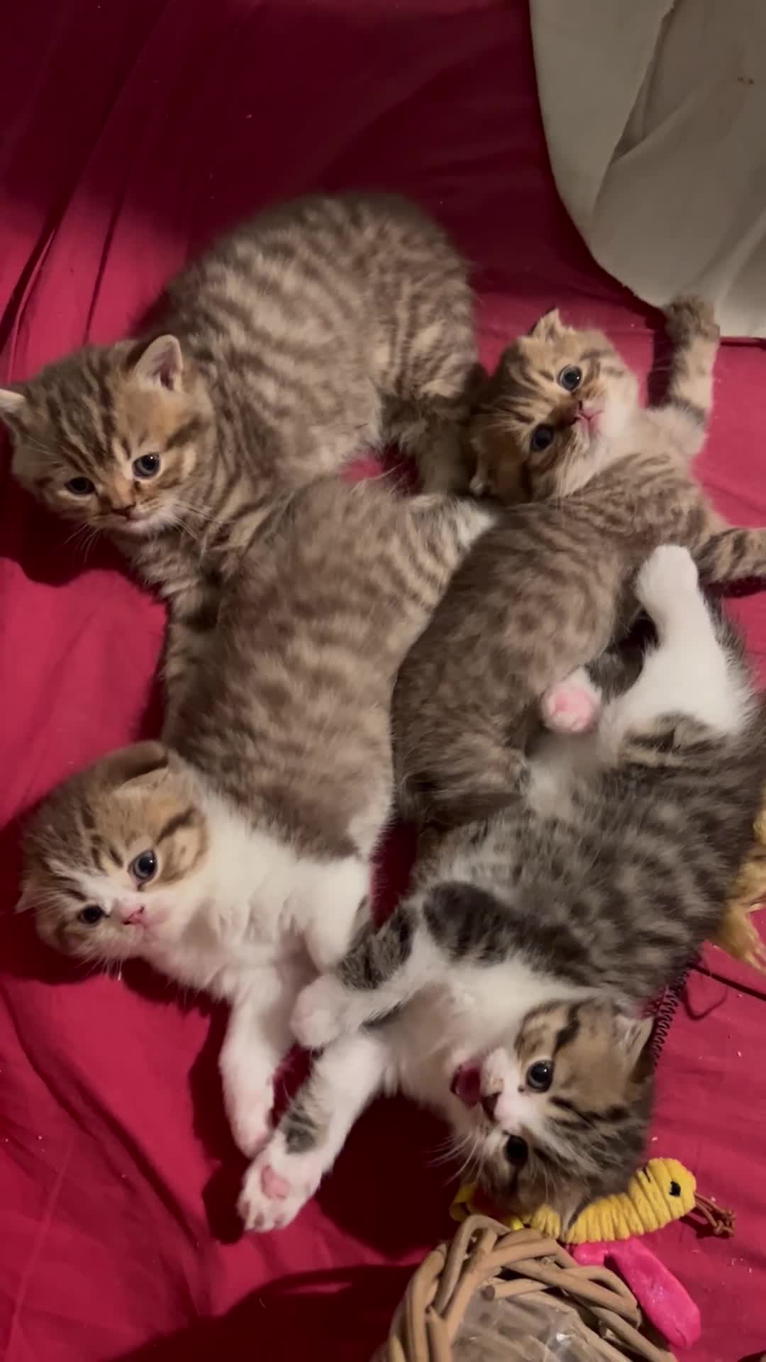 Scottish Fold cats for sale: Adorable Scottish Fold kittens 🐈‍⬛  - Video 5