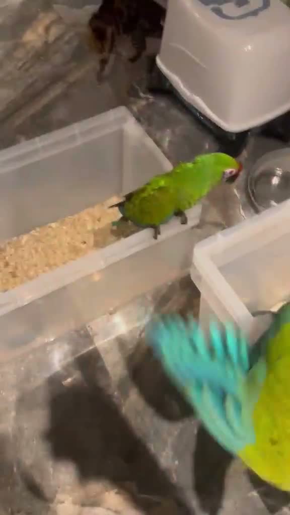 Macaws birds for sale: Selling baby handreared  military macaw  - Video 2