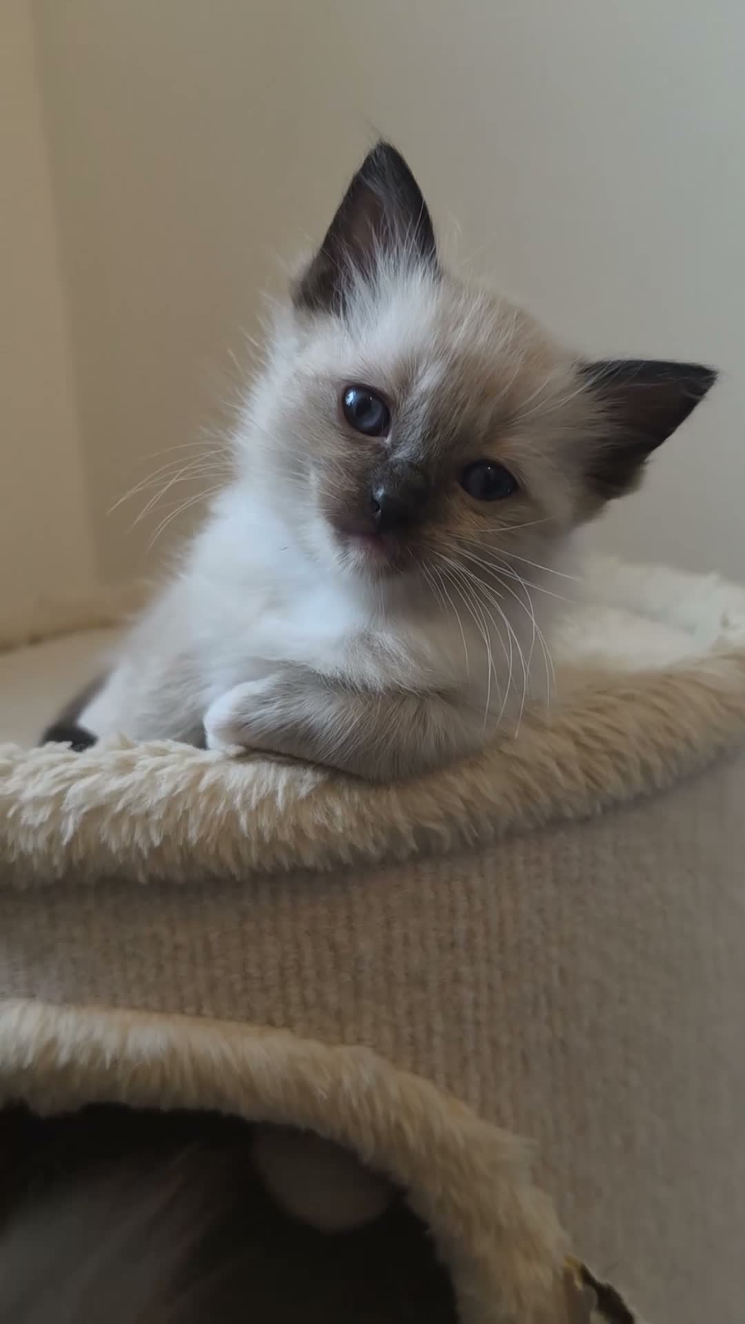 Ragdoll cats for sale: Stunning ragdoll kittens - Video 4