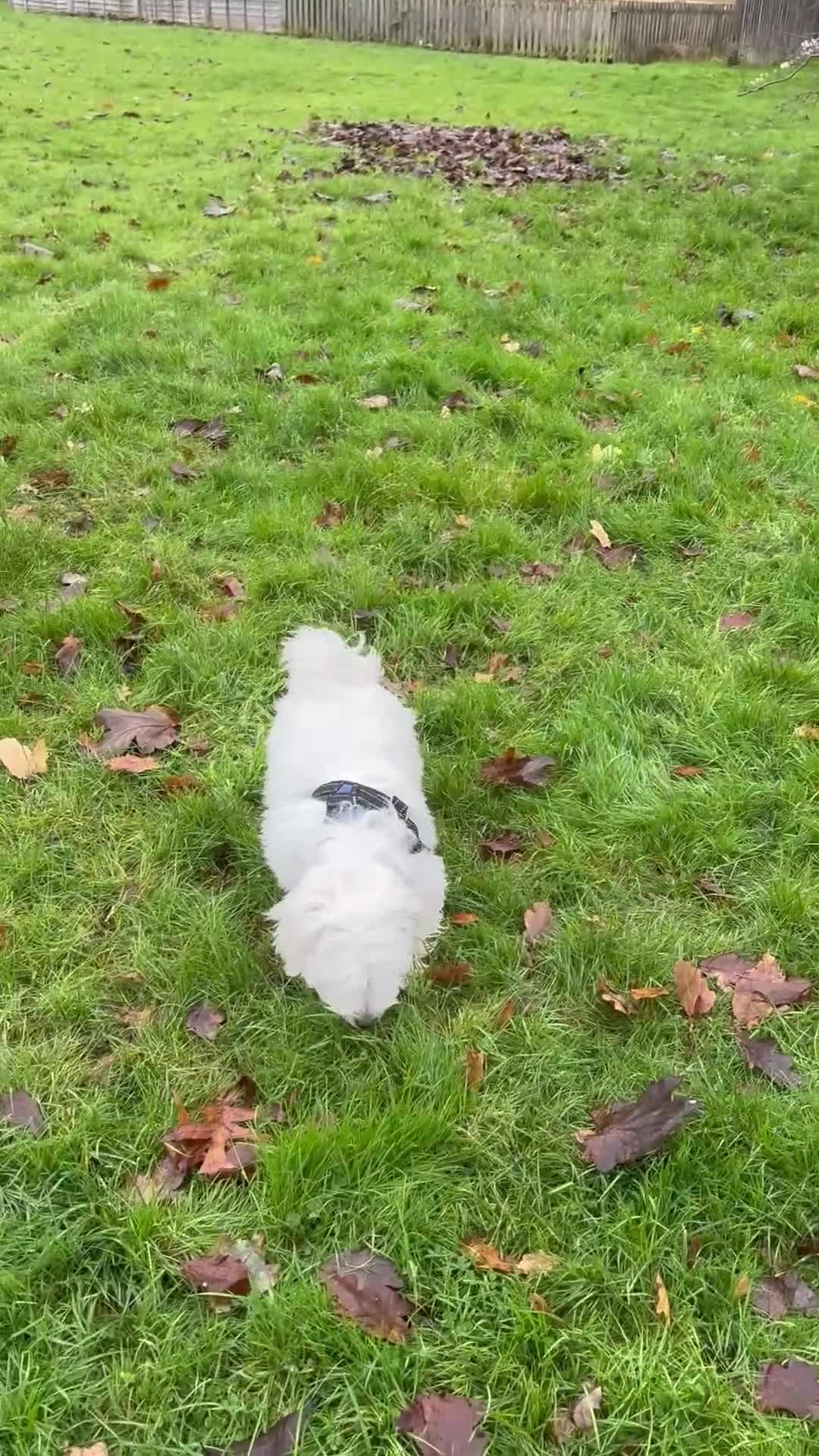 Maltese dogs for sale: Barney - Video 3