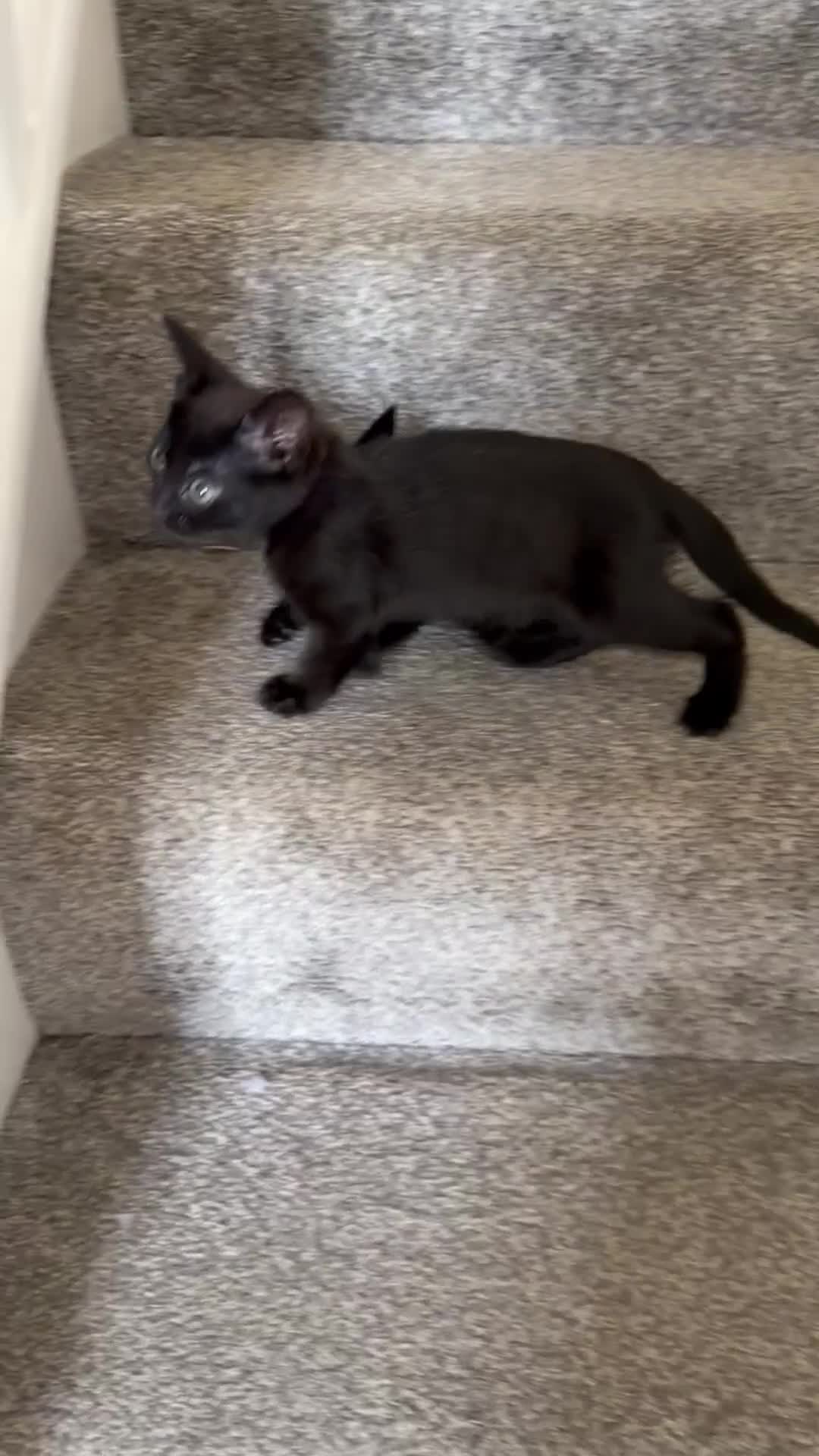 Mixed Breed cats for sale: Beautiful kitten - Video 1