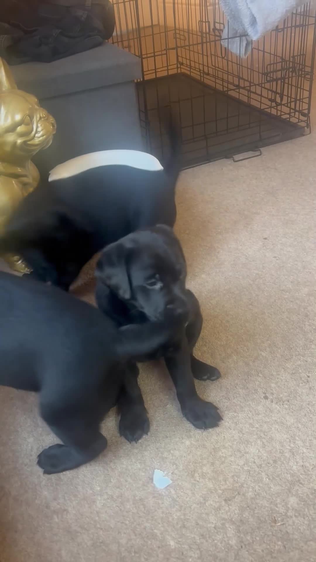 Labrador Retriever dogs for sale: Labrador puppies  - Video 1