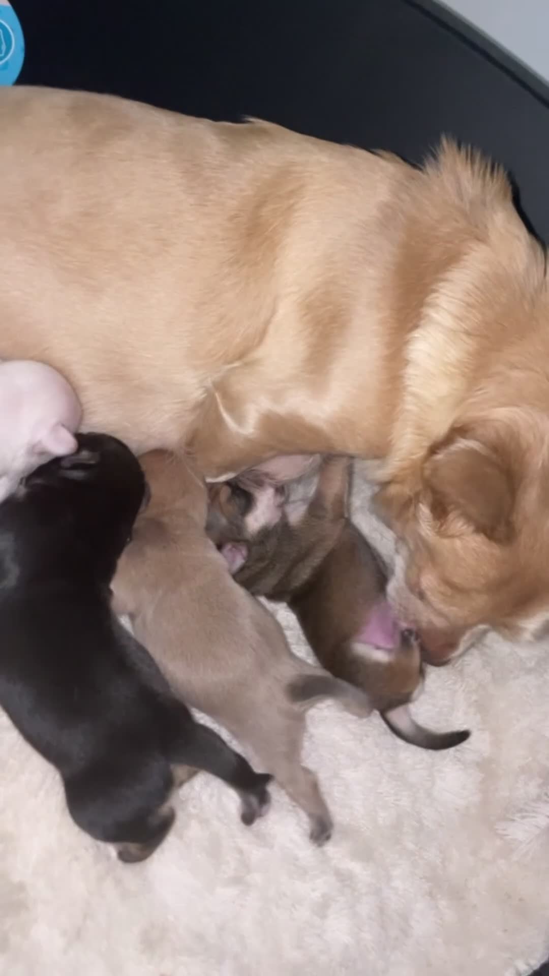 Chihuahua dogs for sale: Miniature Chihuahua Puppies - Video 1