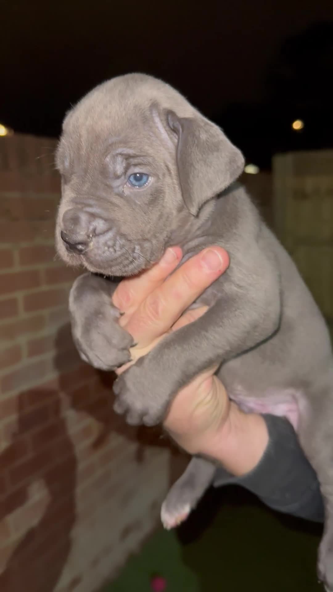 Cane Corso dogs for sale: Elite Champion Bloodline Cane Corso puppies - Video 1