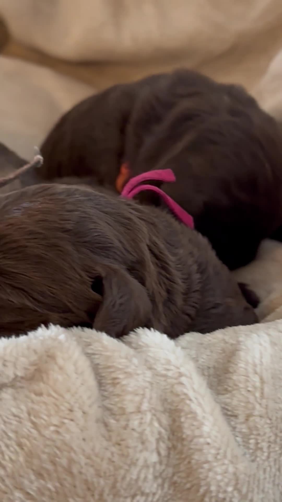 Labradoodle dogs for sale: The best selection of chocolates 😍 - Video 2