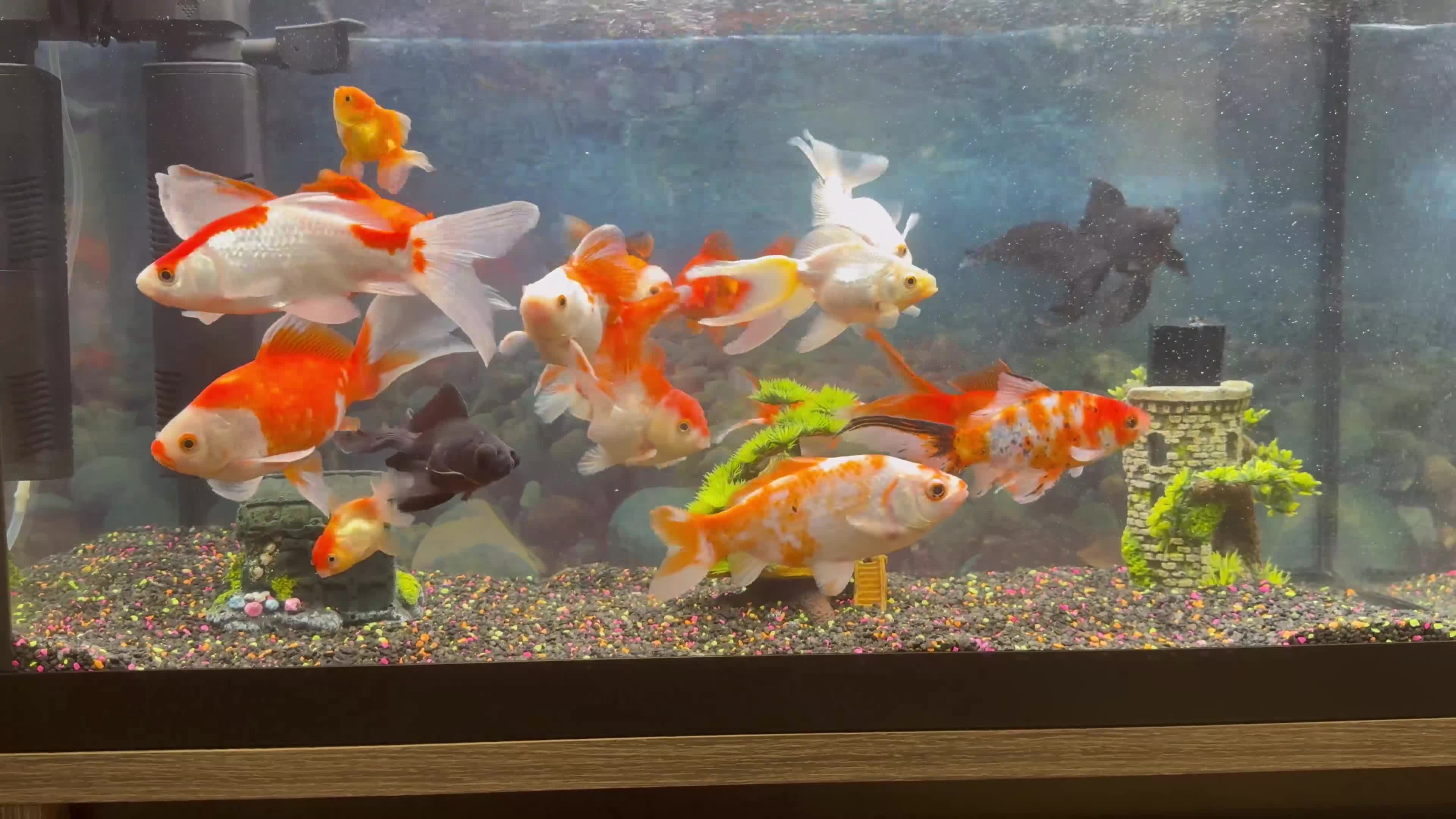 Goldfish fish for sale: Good quality gold fish & koi carp  in Leicester - Video 2