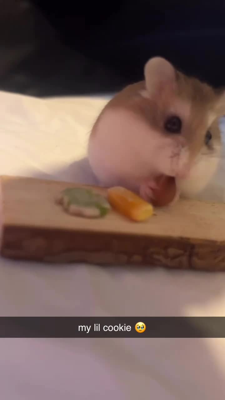 Hamster rodents for sale: Roborovski Dwarf Hamster  in Stockton-on-Tees - Video 1